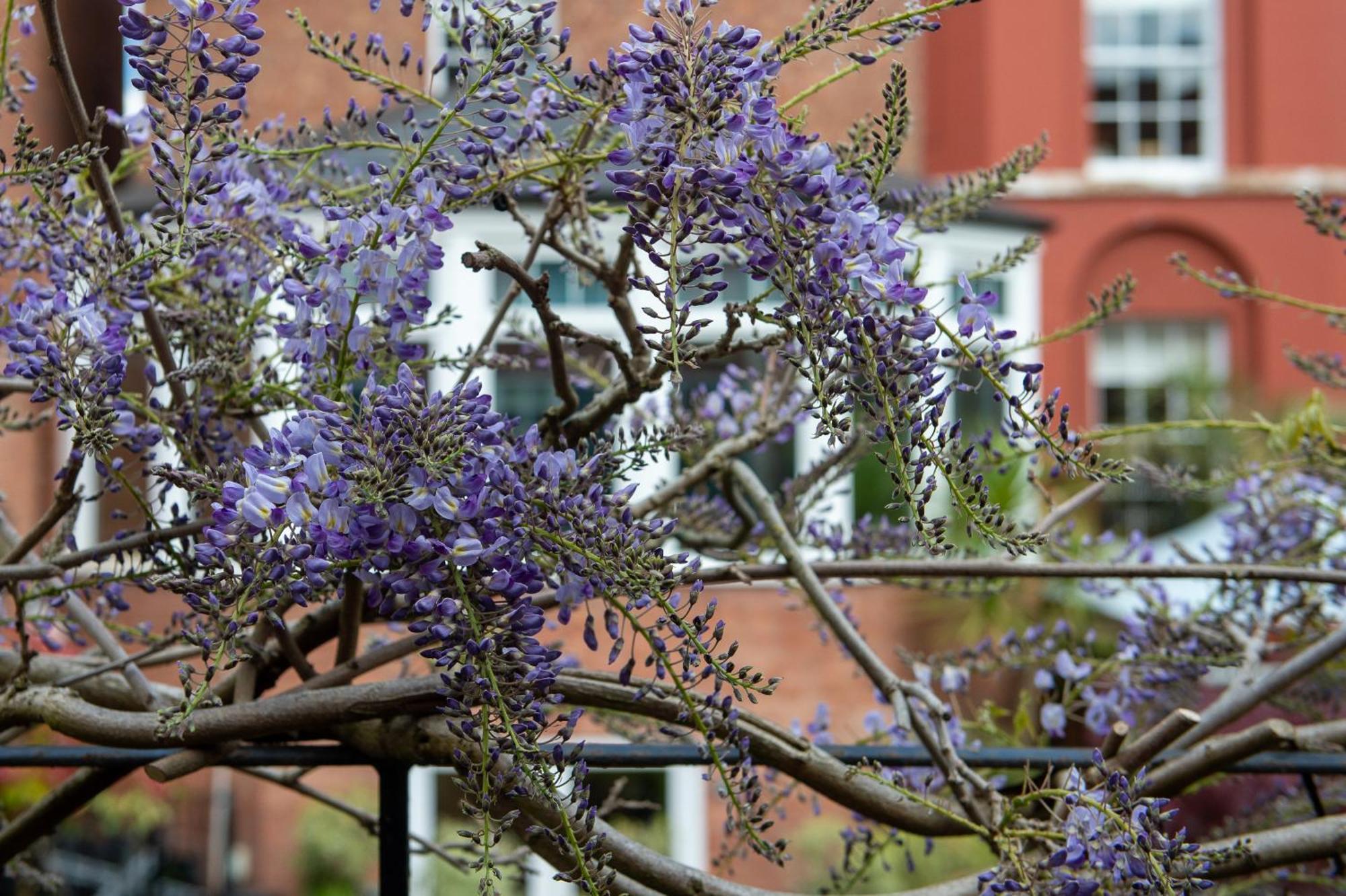 Darwin'S Townhouse Bed & Breakfast Shrewsbury Eksteriør bilde Wisteria sinensis